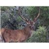 Image 6 : Trophy Exotic Hunt for 2- 5 Hunters donated by L& L Adventures Value $7,500