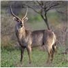Image 10 : Bronkhorst Safari's donates African Hook & Barrell Safari for 2 Hunters & 2 Observers Value $15,840.