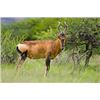 Image 11 : Bronkhorst Safari's donates African Hook & Barrell Safari for 2 Hunters & 2 Observers Value $15,840.