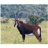Image 12 : Bronkhorst Safari's donates African Hook & Barrell Safari for 2 Hunters & 2 Observers Value $15,840.