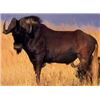Image 9 : Bronkhorst Safari's donates African Hook & Barrell Safari for 2 Hunters & 2 Observers Value $15,840.