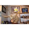 Image 1 : TAXIDERMY CARIBOU