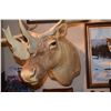 Image 2 : TAXIDERMY CARIBOU