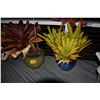Image 1 : LARGE POTTED PLANTS, BROMELIADS (2 PCS)