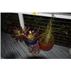 Image 1 : POTTED PLANTS (4 PCS)