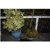 Image 1 : POTTED PLANTS (3 PCS)