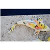 Image 2 : KOI FISH (DAMAGED) (4 PCS)