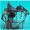 Image 1 : Childs Roy Rogers Leather Saddle And Bit