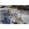 Image 1 : APPROX. 20 LANDSCAPE ROCKS (TO BE LOADED BY THE BUYER)