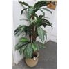 Image 1 : Potted Silk Palm