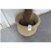 Image 2 : Potted Silk Palm