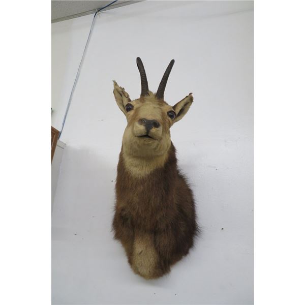 Pronghorn Mount