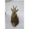Image 1 : Pronghorn Mount