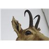 Image 2 : Pronghorn Mount