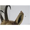 Image 3 : Pronghorn Mount