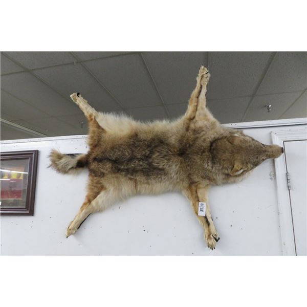 Coyote Taxidermy Wall Décor