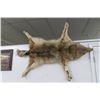 Image 1 : Coyote Taxidermy Wall Décor