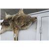 Image 2 : Coyote Taxidermy Wall Décor