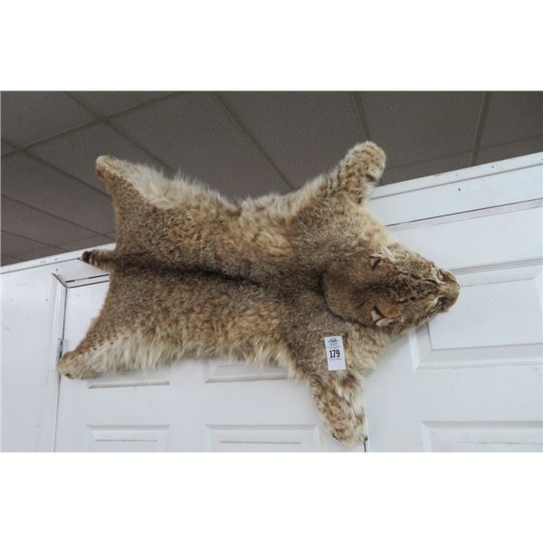 Bobcat Taxidermy