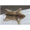 Image 1 : Bobcat Taxidermy