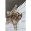 Image 2 : Bobcat Taxidermy