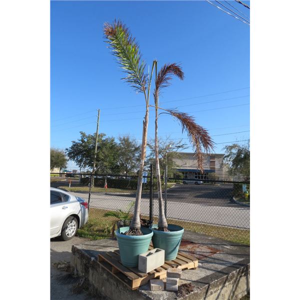 Potted Palm Trees