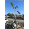 Image 1 : Potted Palm Trees