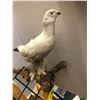 Image 2 : Taxidermy Bird - White Pigeon- approx. 19in x 11 1/2in