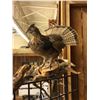 Image 2 : Taxidermy Ruffled Grouse - approx. 24in x 37in