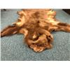Image 2 : Taxidermy Brown Bear - approx. 64in x 54in