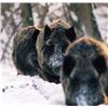 Image 1 : SIX DAYS HUNTING AND TOURING IN SERBIA With Safari Art for Wild Boar