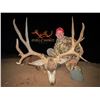 Image 3 : 7 DAY TROPHY MULE DEER HUNT | ARIZONA
