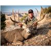 Image 4 : 7 DAY TROPHY MULE DEER HUNT | ARIZONA