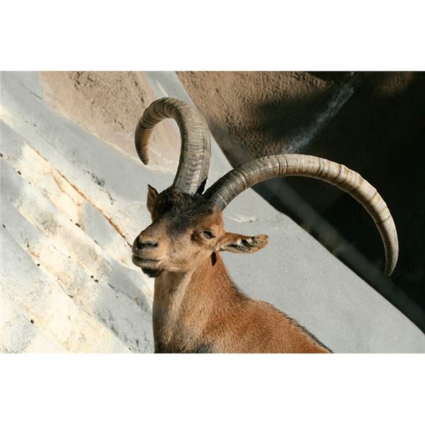 SPAIN: 3 DAY/4 NIGHT BECEITE IBEX HUNT