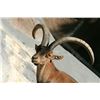 Image 1 : SPAIN: 3 DAY/4 NIGHT BECEITE IBEX HUNT