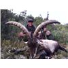 Image 4 : SPAIN: 3 DAY/4 NIGHT BECEITE IBEX HUNT