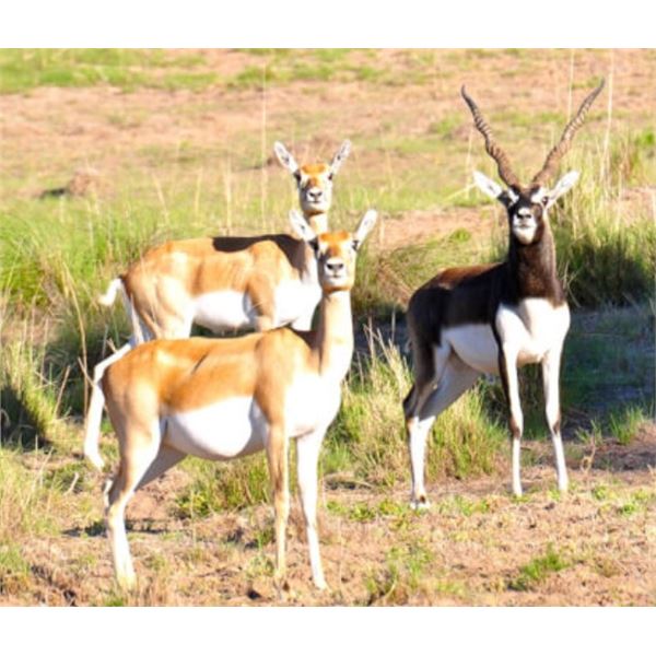 ARGENTINA, SOUTH AMERICA