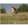 Image 1 : TROPHY BLACKBUCK HUNT – TEXAS