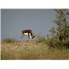 Image 3 : TROPHY BLACKBUCK HUNT – TEXAS