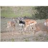 Image 4 : TROPHY BLACKBUCK HUNT – TEXAS