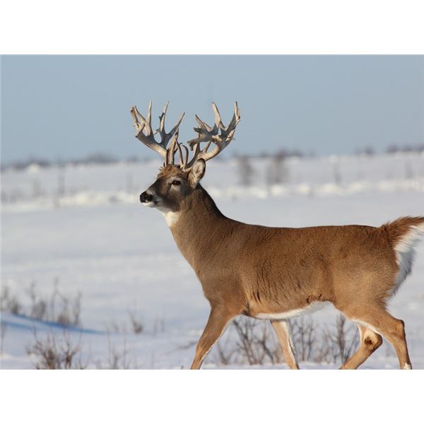 5 DAY ESTATE WHITETAIL HUNT FOR ONE