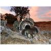 Image 3 : GOULDS TURKEY HUNT IN SONORA MEXICO