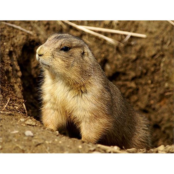 3 DAY / 3 NIGHT PRAIRIE DOG HUNT