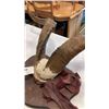 Image 2 : MOUNTED RAM ANTLERS