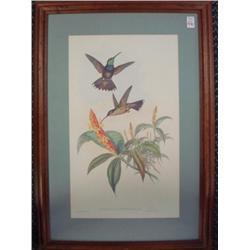 J GOULD Violet Crested Hummingbird Handcolored Print: