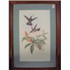 Image 1 : J GOULD Violet Crested Hummingbird Handcolored Print: