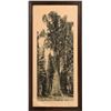 Image 1 : Sequoia Tree Photograph; 1916  [146582]