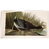 Image 2 : Baby Elephant Folio, Audubon's Birds 1981  [142575]