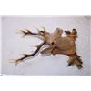 Image 4 : Decorative Deer Wall Decor