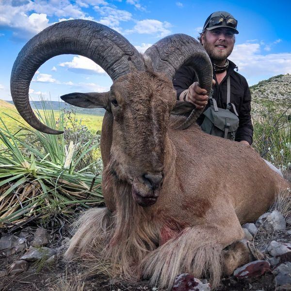 West Texas Free Ranging Aoudad